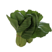 Shanghai Bok Choy