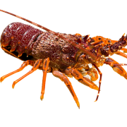 Wild Australian lobster